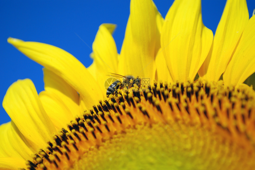 自然场景 蜜蜂被向日葵花粉覆盖图片