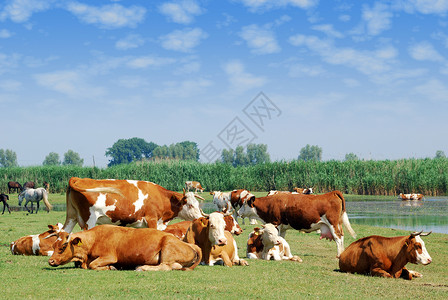 牧场上白奶牛和棕奶牛图片