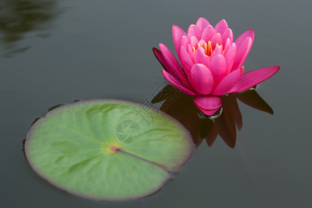 池塘中的粉色莲花花朵植物异国公园卡片植物学荒野百合花园反射开花高清图片素材