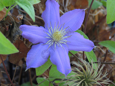 美丽庭园蓝花区系植物背景图片