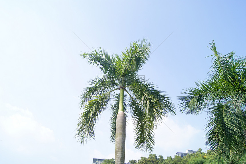 椰子树亚热带旅游植物树木图片