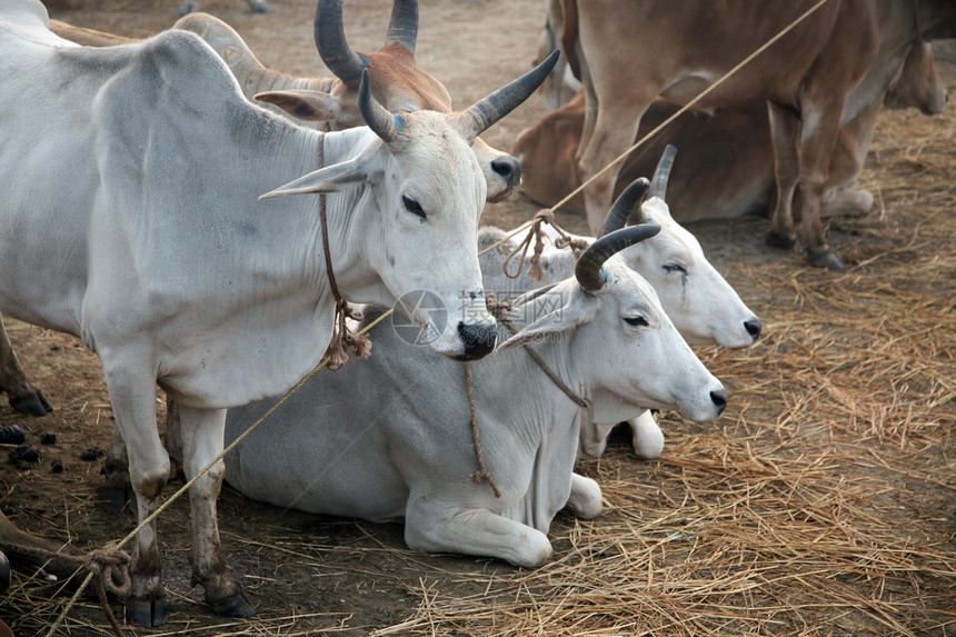 一群牛在田野中放牧团体哺乳动物牛扒奶牛牧场喇叭热带食物小牛奶制品图片