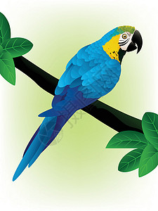 黄蓝金刚鹦鹉蓝金刚鹦鹉蓝色金刚鹦鹉动物乐趣植被荒野丛林插图热带快乐插画