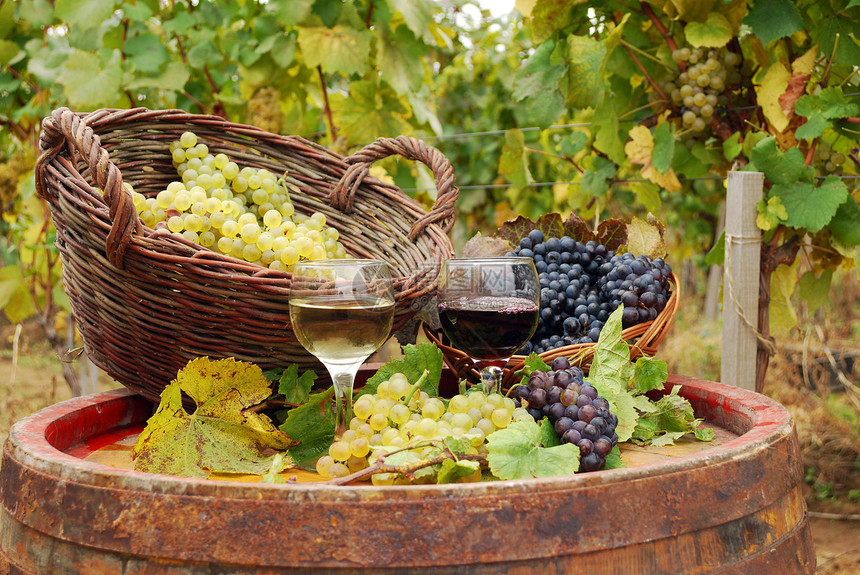 葡萄园 有红酒和白酒叶子酒厂玻璃白色绿色黄色乡村酒杯篮子酒精图片