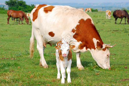 母牛与小牛白色和棕色母牛和小牛背景
