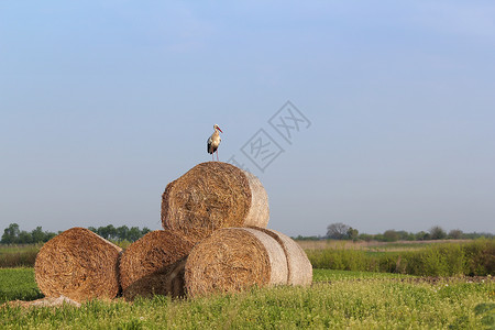 站立在草原上白鹤背景图片