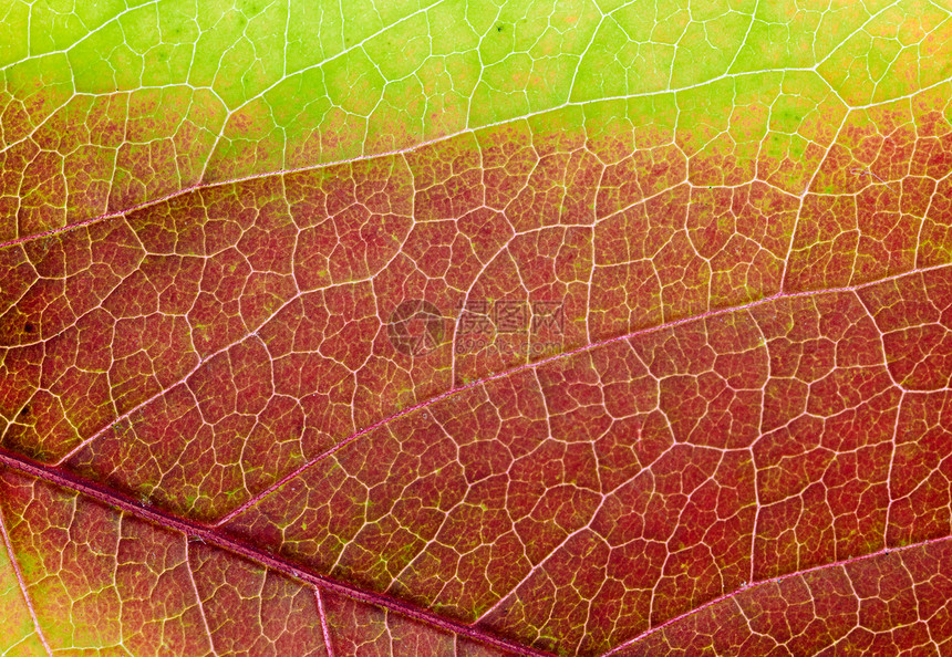 宏叶农业植物学光合作用生活季节静脉生态植物植物群环境图片