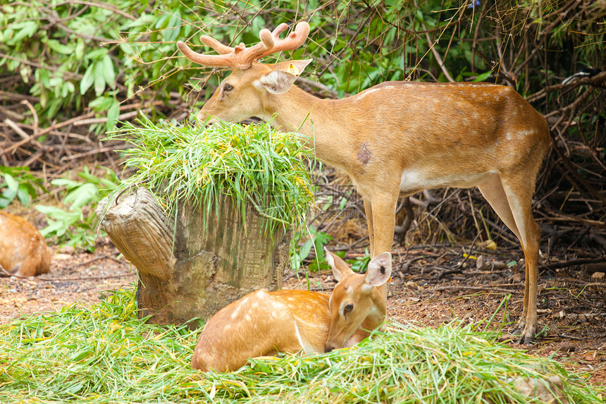 落地鹿的一对哺乳动物耳朵动物鹿角森林农场男性野生动物牛角公园图片