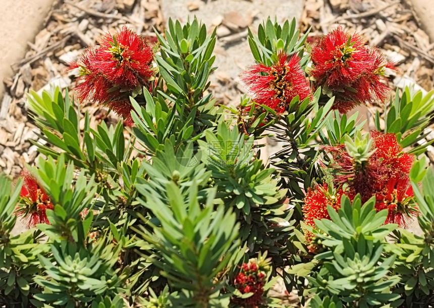 澳大利亚本地的红花呼声仪图片