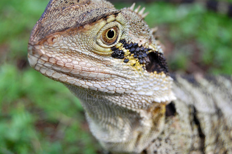 澳大利亚蜥蜴微型镜头背景图片