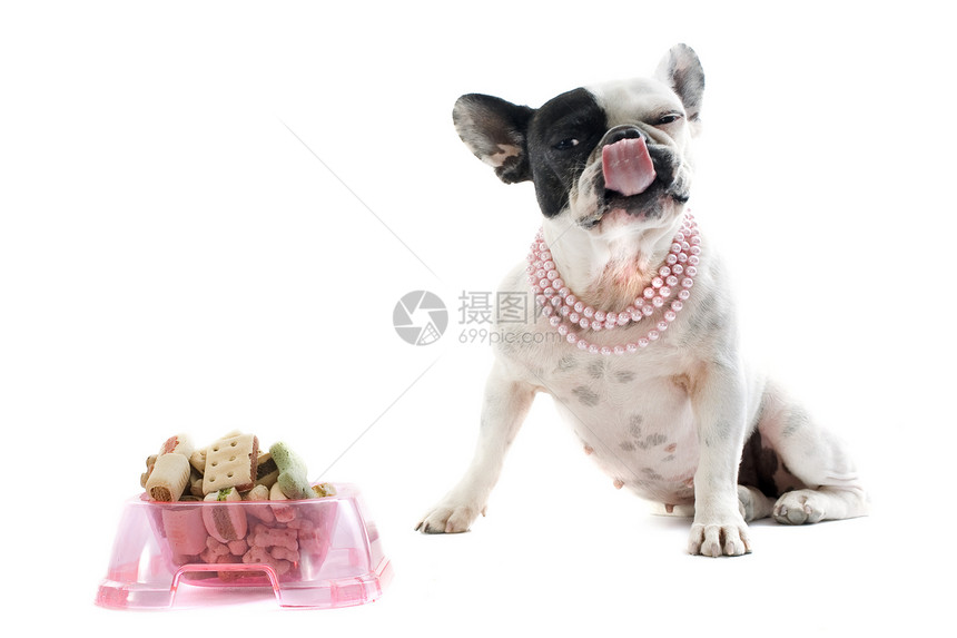 法国斗牛犬和宠物食品衣领粉色犬类花絮干粮珍珠项圈舌头斗牛犬珠宝图片
