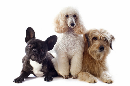 单身联盟三只狗三只狗朋友们工作室斗牛犬犬类毛皮贵宾小狗团体黑色棕褐色背景