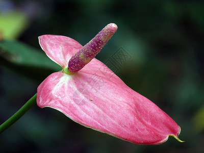 粉红热带花花花粉异国情调植物群粉色背景图片