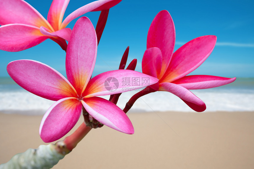 海滩上的花朵紫色瑜伽治疗冥想奢华海洋按摩情调蓝色异国图片