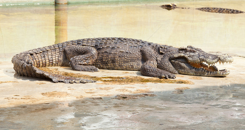 鳄鱼口张开 可以休息池塘力量动物园动物爬虫皮肤猎物捕食者危险食肉图片