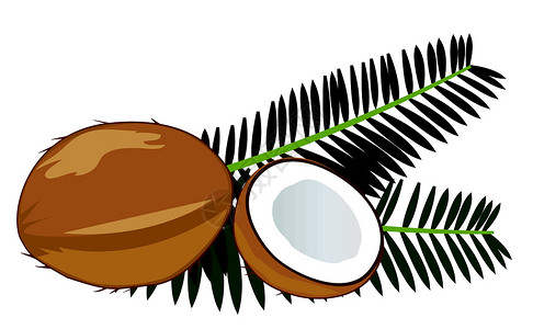 生活直降一半椰子食物可可假期热带棕榈宏观天堂生活岛屿酒厂设计图片