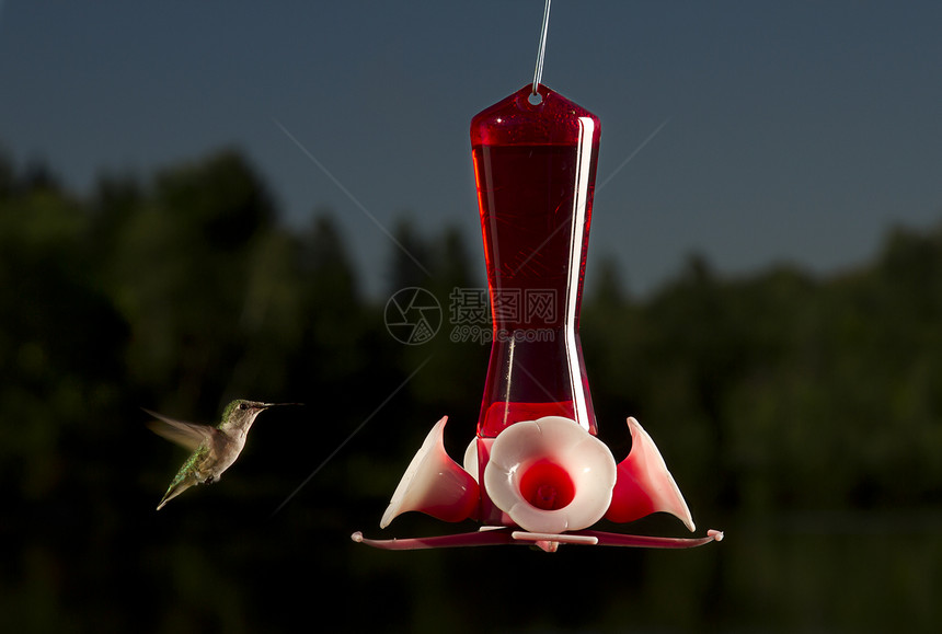 来喝一口红宝石液体天空耵聍飞行白色野生动物动物群森林翅膀图片