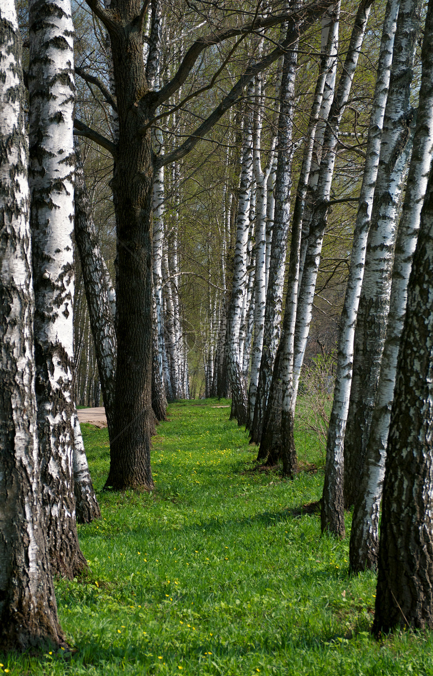 Birch 树壁巷图片