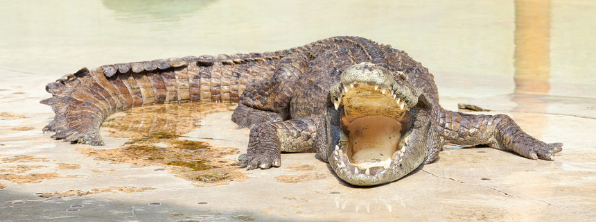 鳄鱼口张开 可以休息捕食者皮肤池塘食肉猎物危险猎人力量动物园荒野图片
