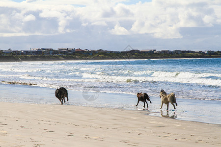 狗在沙沙沙滩上奔跑 互相追逐海岸友谊波浪犬类小狗跑步活动朋友海洋运动户外高清图片素材