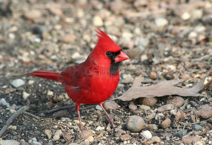 北部红衣主教荒野后院男性鸟类动物群照片尾巴橡子红色翅膀图片