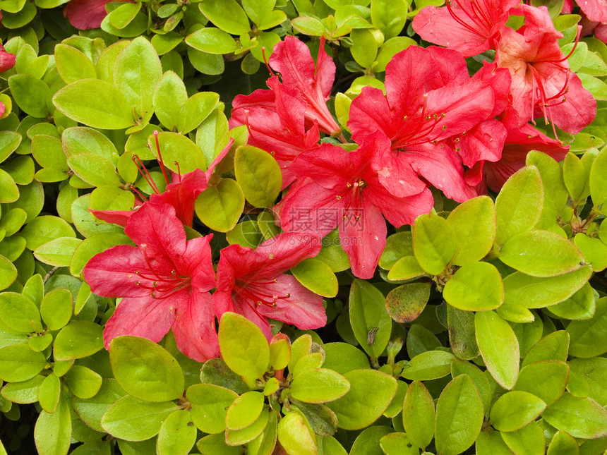 花朵宏观植物花园绿色公园文化衬套粉色红色图片