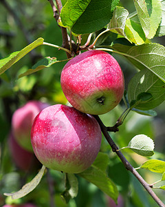 孤独的水果苹果特写食物孤独采摘植物蓝色农场收成晴天生长水果背景