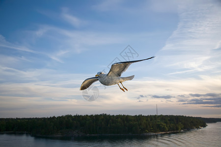 白色海鸥海海鸥动物灰色羽毛太阳海鸥海滨白色蓝色天空背景