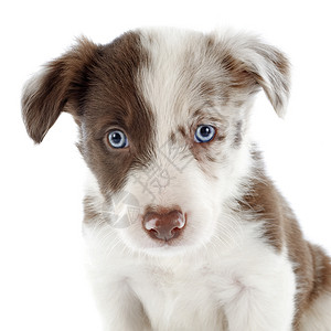 小小狗边框 collie动物棕色蓝色眼睛宠物白色牧羊犬小狗犬类背景图片