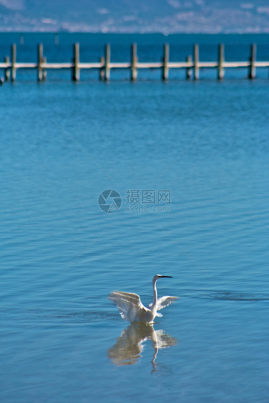 海绵苍鹭海洋海岸海滩起重机蓝色海湾支撑野生动物天空图片