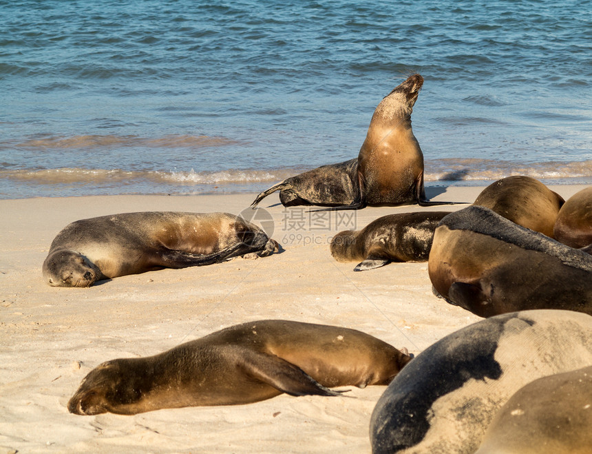 海滩上的小小海豹等小狗少年岩石海洋支撑荒野生态旅游海狮海狗热带图片