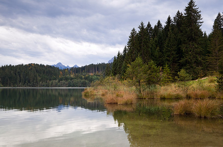 松树透明素材森林和野湖背景