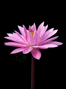 黑色莲花素材黑色上孤立的Lotus异国公园植物学情调池塘宗教花瓣热带宏观荷花背景