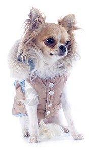 狗穿着夹克优雅年轻的高清图片