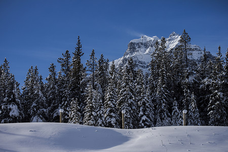 冬季雪蓝色松树山脉国家环境树木公园森林顶峰旅行背景图片