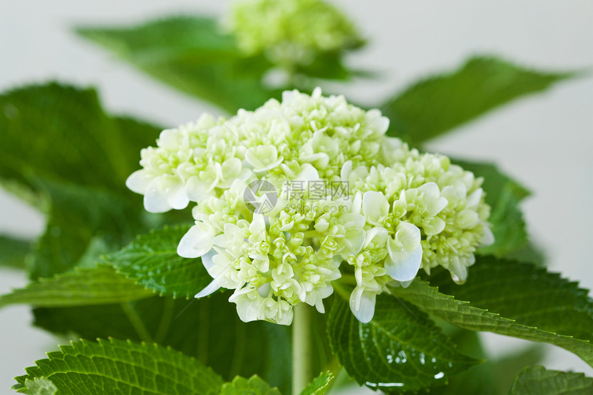 美丽的短朵花园艺公园花园场地植物群花坛绣球花明信片太阳植物图片