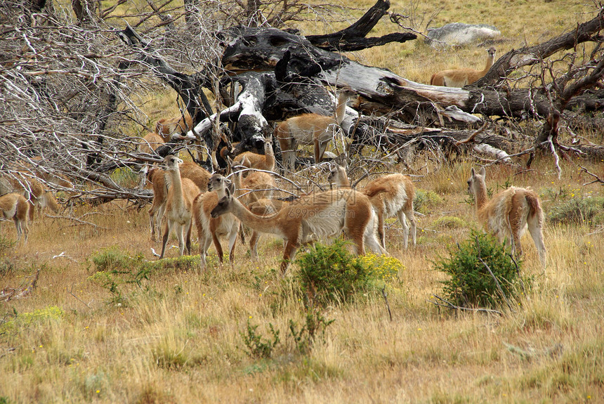 智利的Guanacos动物森林野生动物动物群风景荒野哺乳动物空地骆驼木头图片