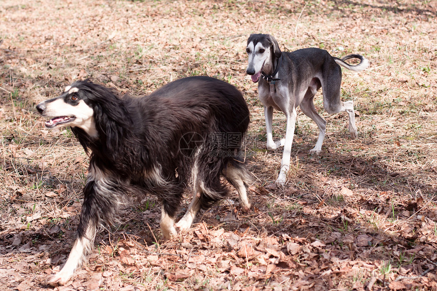 两只东方猎犬跑步植物群会议黑色白色水平食肉宠物动物植物图片