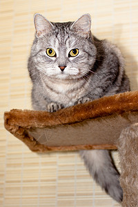动物篮球素材Crey 篮球猫灰色虎斑姿势阴影头发宠物棕色架子猫科动物背景