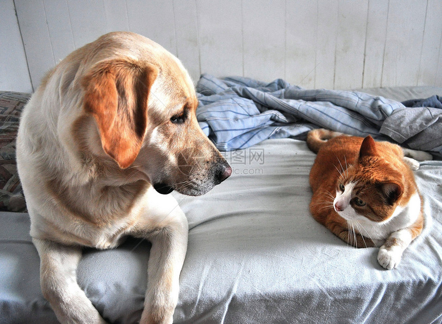 狗猫实验室黄色宠物猎犬手表哺乳动物犬类眼球房子图片