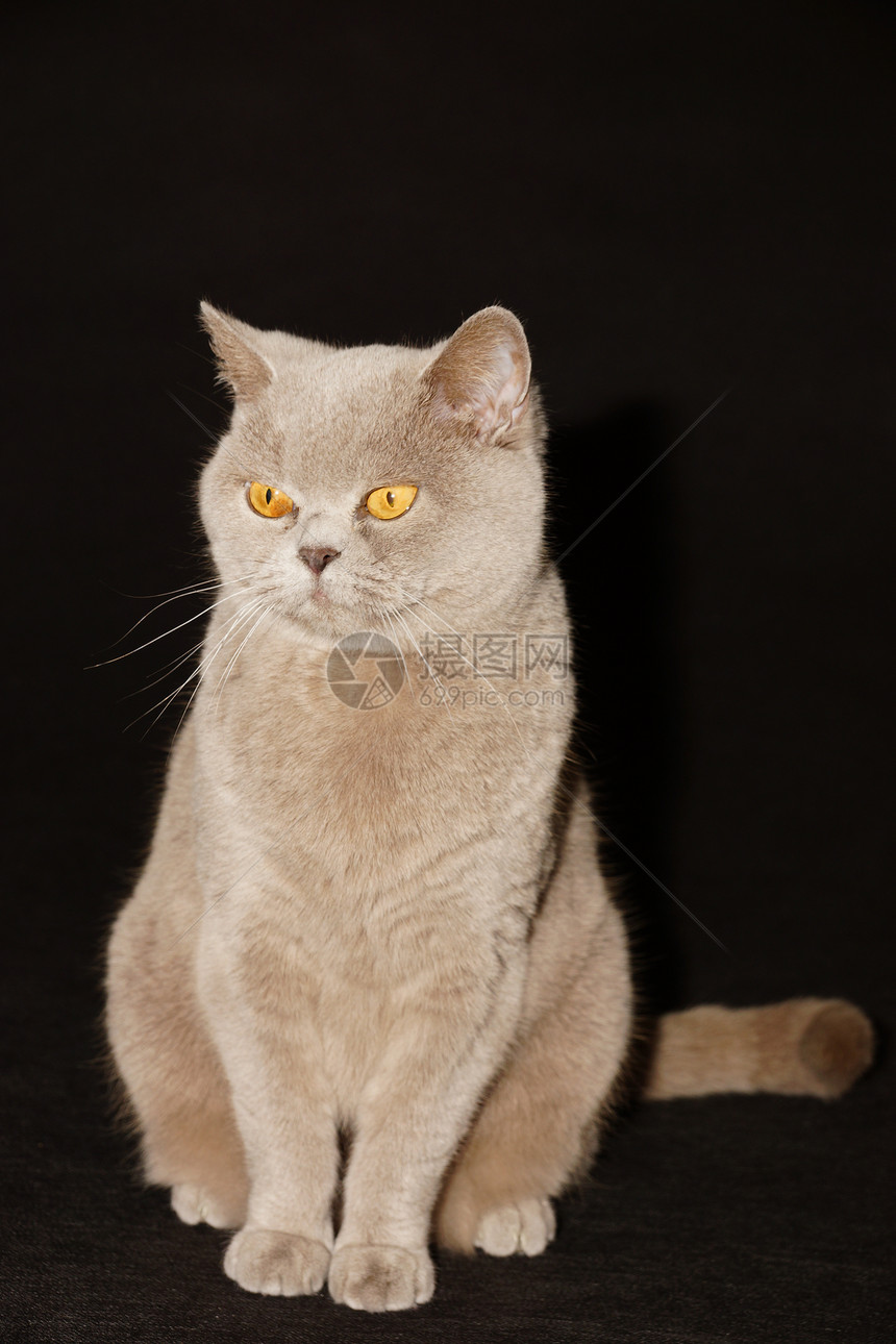 英国猫外套眼睛蓝色猫咪短发小猫橙子动物爪子毛皮图片