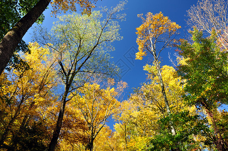 秋树叶子黄色四肢天空树干桦木山脉木材树叶烟雾背景图片