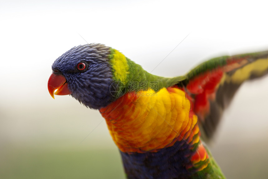 飞行离开翅膀红色眼睛紫色绿色黄色羽毛鸟类图片