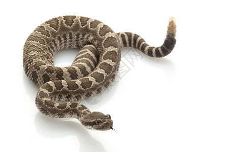 蝮蛇濒危物种危险的高清图片