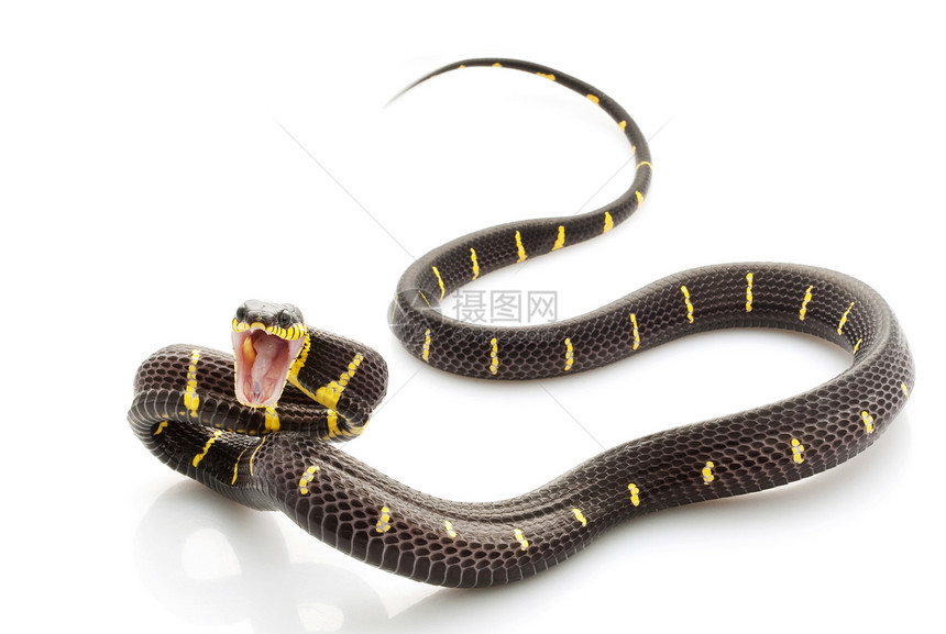 红蛇宠物警报危险情调侵略捕食者濒危动物学异国荒野图片