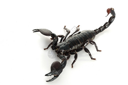 蝎子皇帝异国动物学情调漏洞濒危危险眼睛野生动物物种毒液背景图片