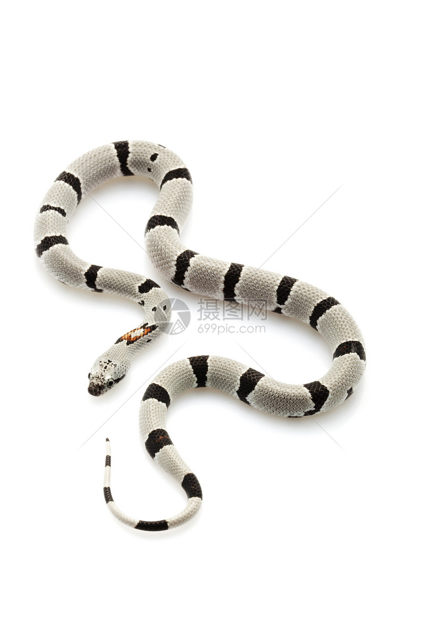 灰带王蛇捕食者游隼情调宠物眼睛灰色基因异国野生动物危险图片