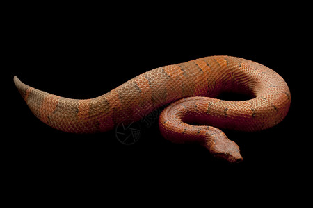 毒蛇基因异国捕食者情调宠物物种红色侵略背景少年背景图片