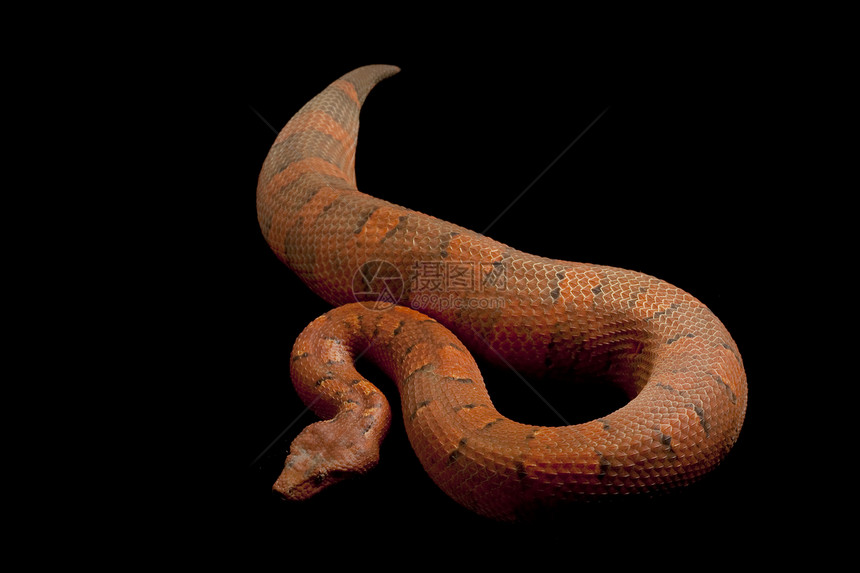 毒蛇背景情调宠物野生动物红色捕食者眼睛异国基因侵略图片