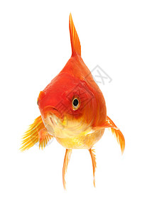 金鱼黄色游泳红色家畜橙子动物宠物背景图片